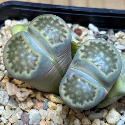 SH28410 Lithops hallii v. ochracea C111A