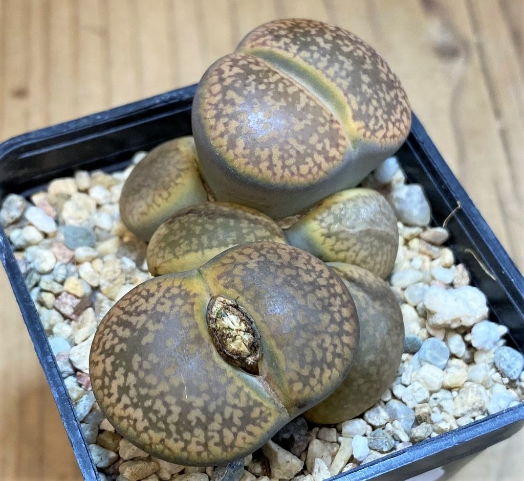 SH28412 Lithops aucampiae