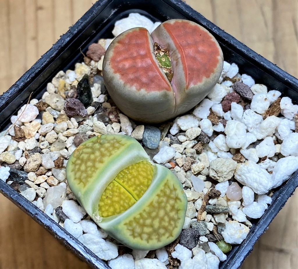 SH28414 Lithops hallii 'Green Soapstone', Lithops karasmontana 'Top Red'