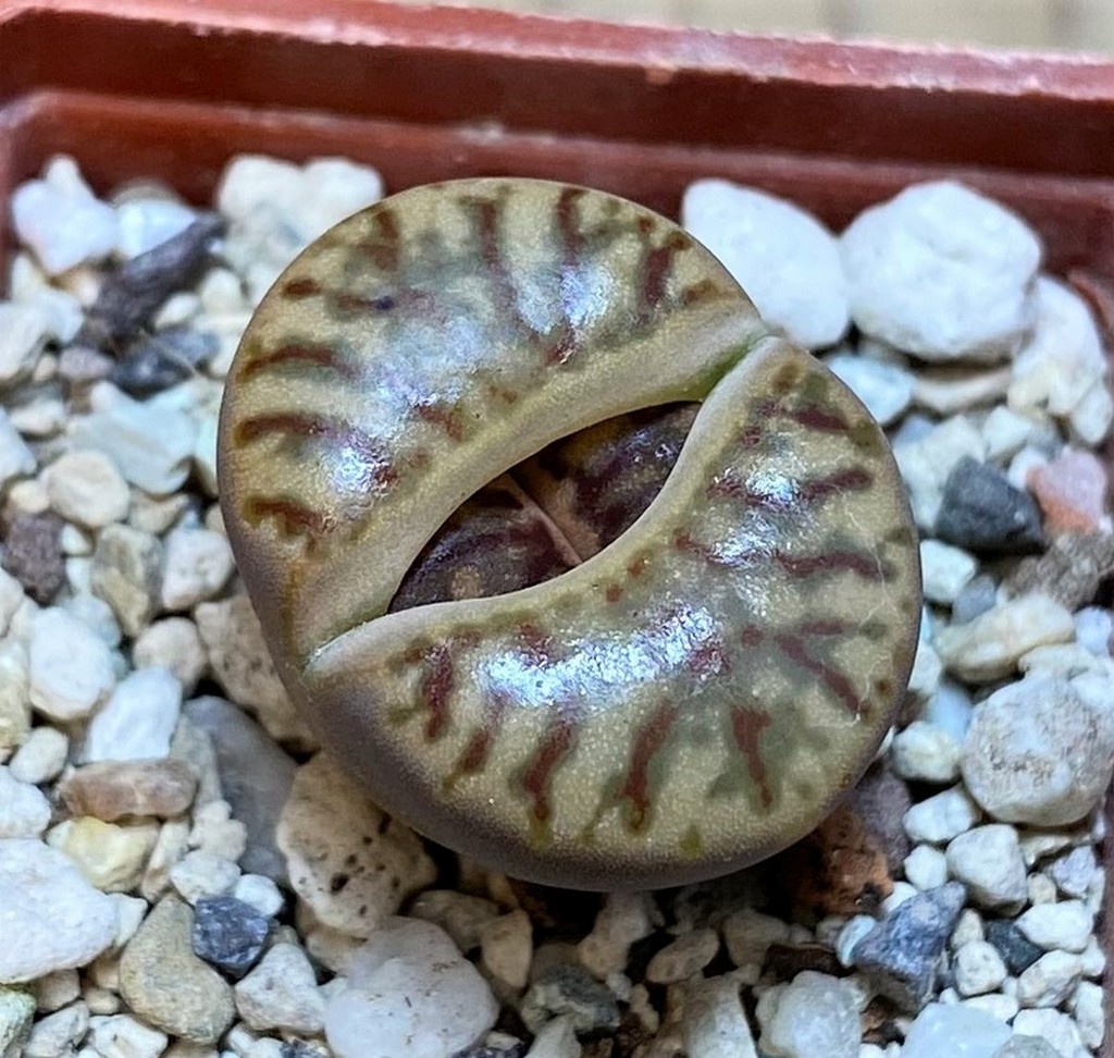 SH28415 Lithops bromfieldii ‘Coral’