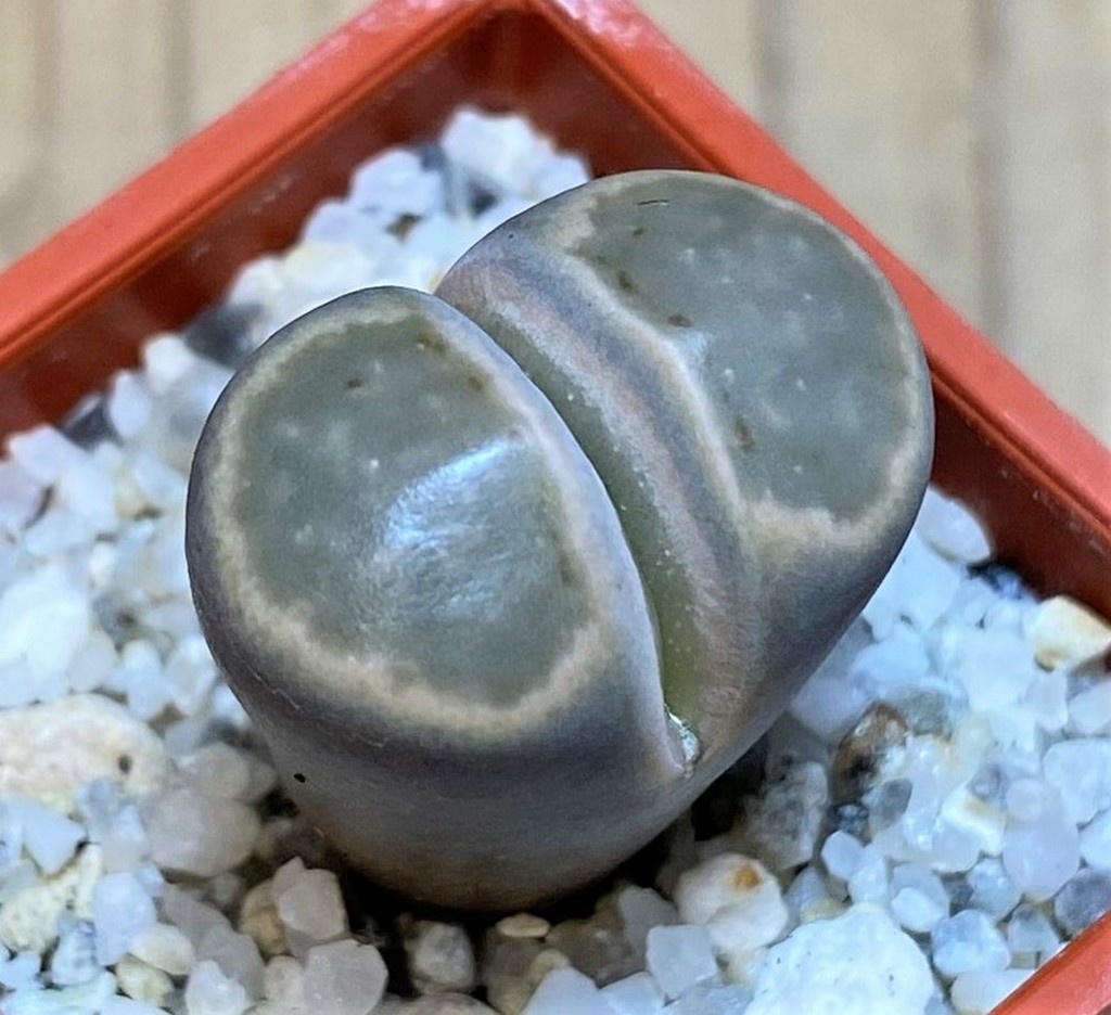 SH28417 Lithops julii ‘Kikushogiyoku’ hybrid