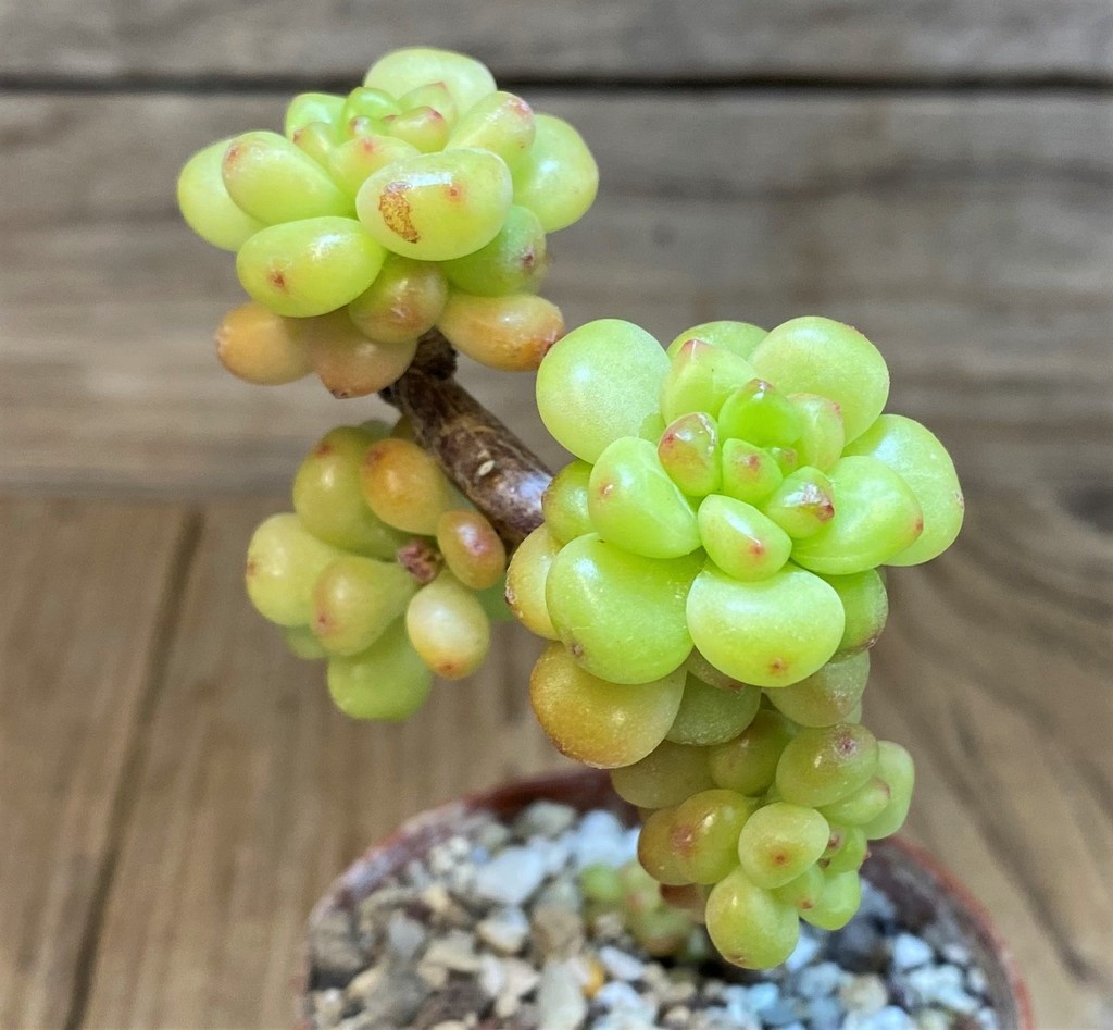 SH28469 Echeveria 'Shangry-La'