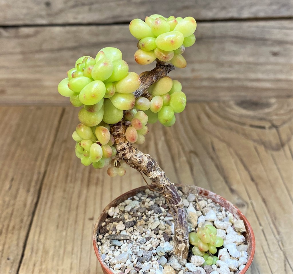SH28469 Echeveria 'Shangry-La' - Image 2