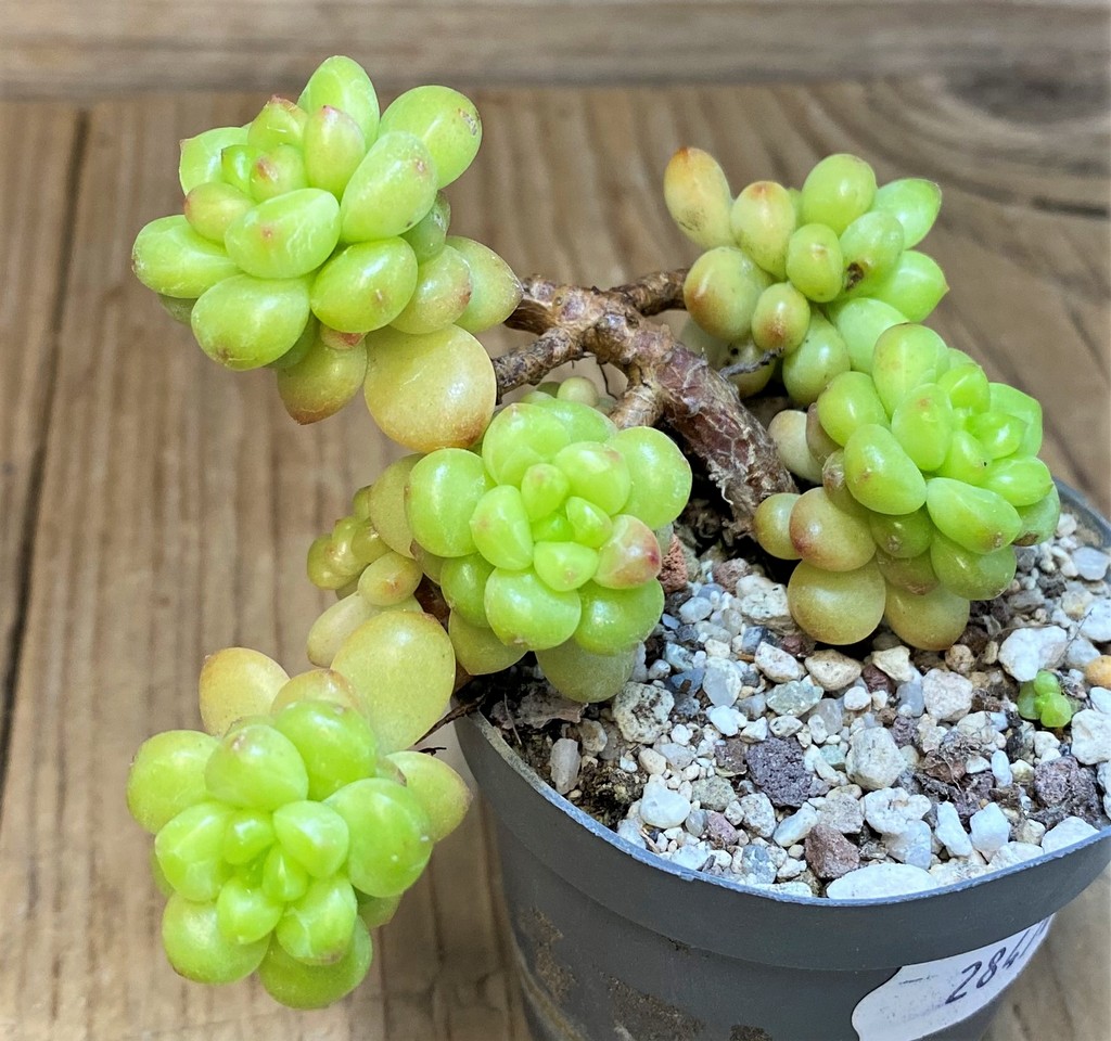 SH28470 Echeveria 'Shangry-La'