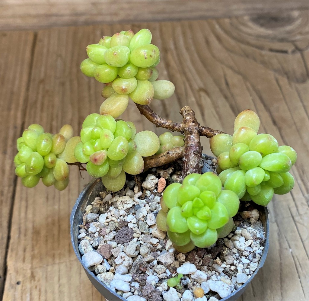 SH28470 Echeveria 'Shangry-La' - Image 2