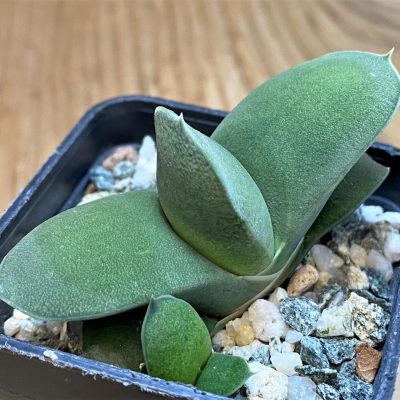 SH28433 Gasteria armstrongii hybrid