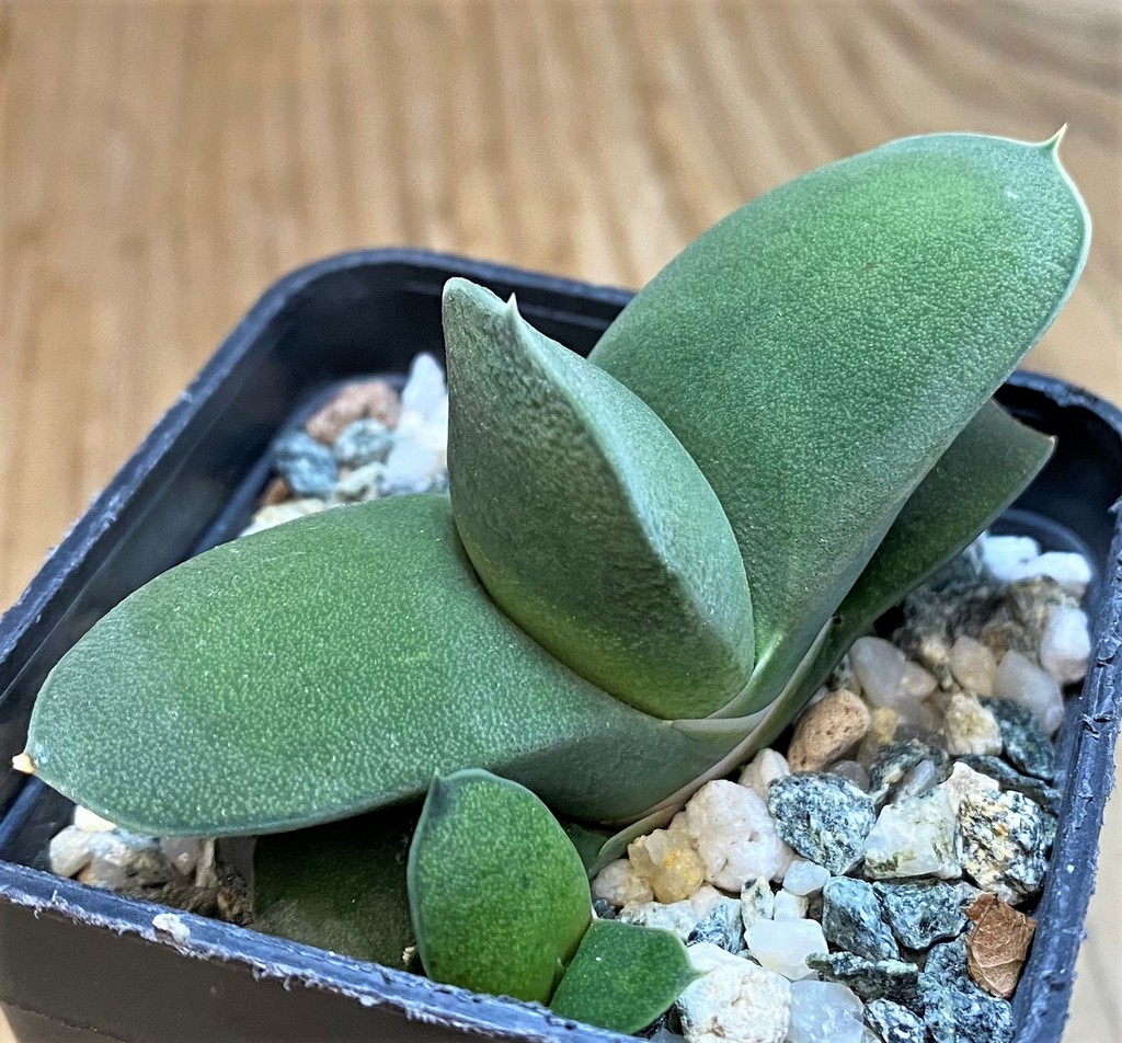 SH28433 Gasteria armstrongii hybrid