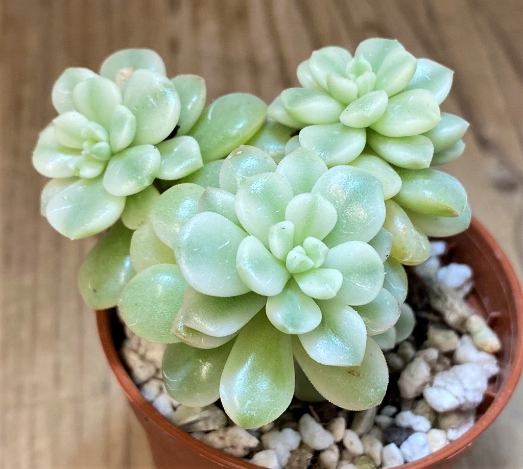 SH28472 Sedum 'Joyce Tulloch' f. variegata
