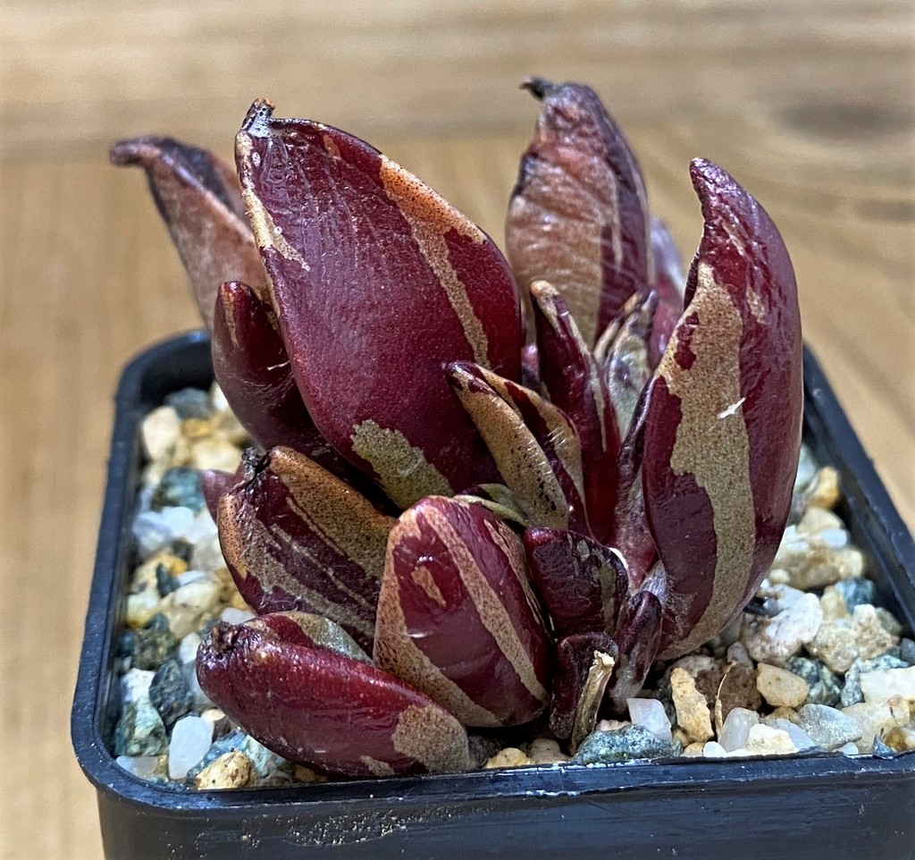 SH28474 Lenophyllum guttatum f. variegata