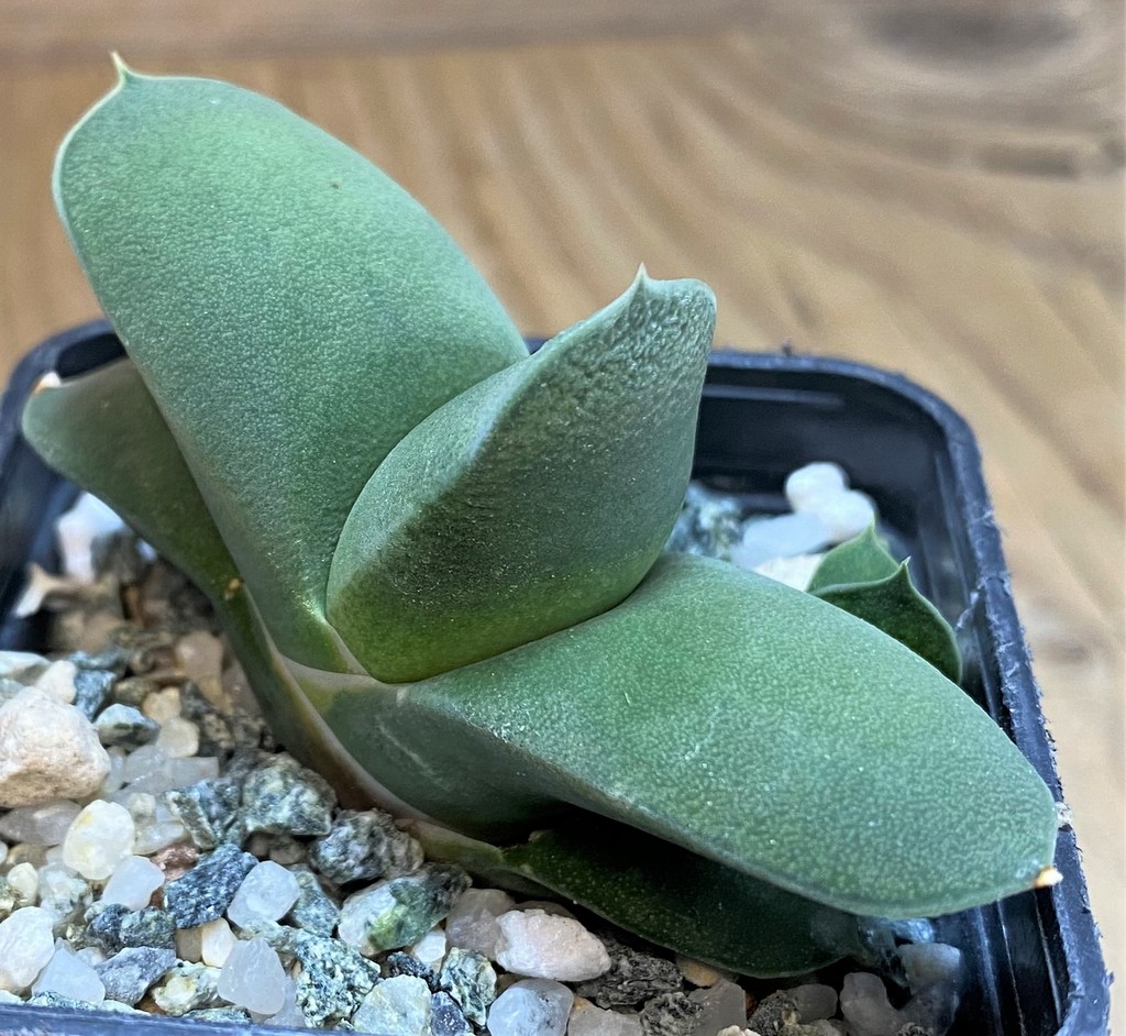 SH28433 Gasteria armstrongii hybrid - Image 2