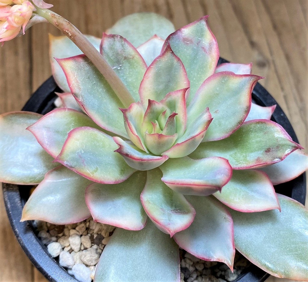 SH28479 Echeveria ‘Moon Goddess’ f. variegata