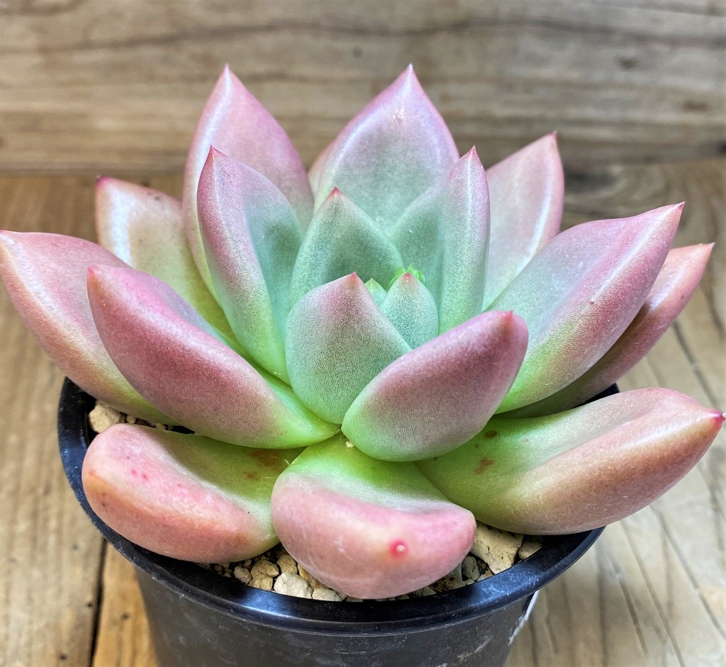 SH28480 Graptoveria 'Ruby Donna' - Image 2
