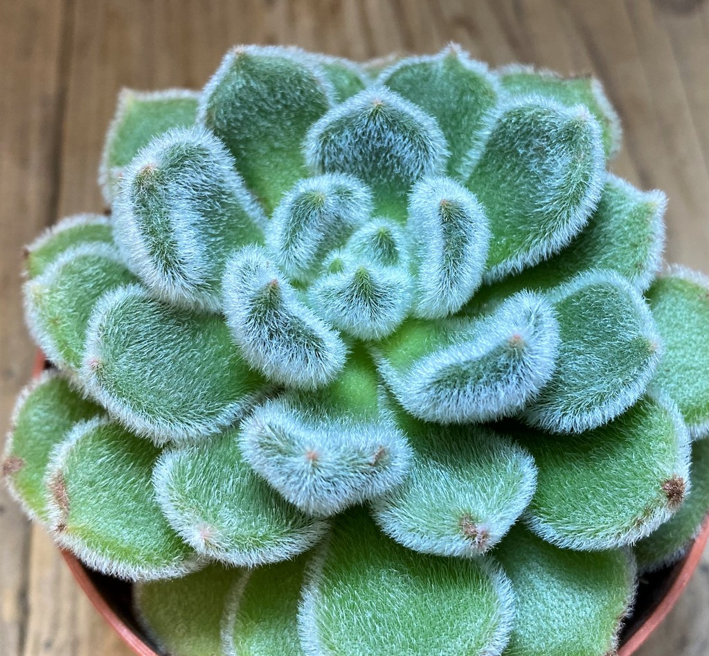 SH28481 Echeveria 'Doris Taylor'