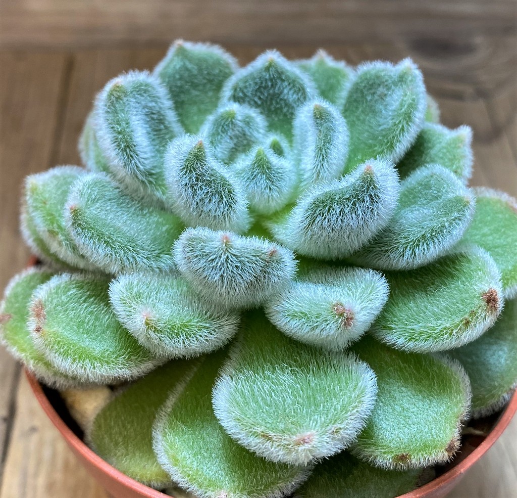 SH28481 Echeveria 'Doris Taylor' - Image 2