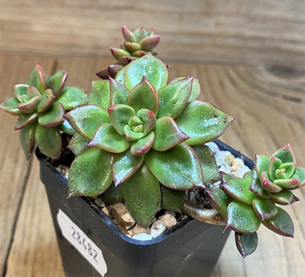 SH28482 Echeveria 'Chapote'