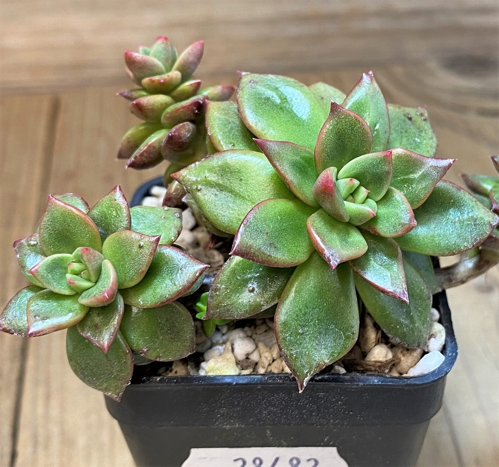 SH28482 Echeveria 'Chapote' - Image 2