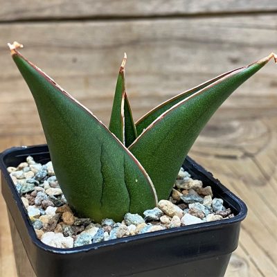 SH28434 Sansevieria 'Tower Blue'