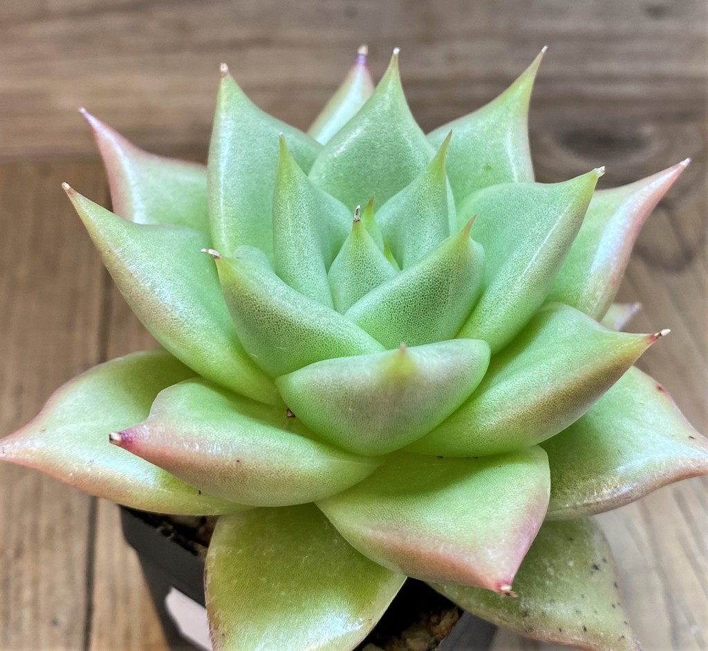 SH28486 Echeveria agavoides hybrid