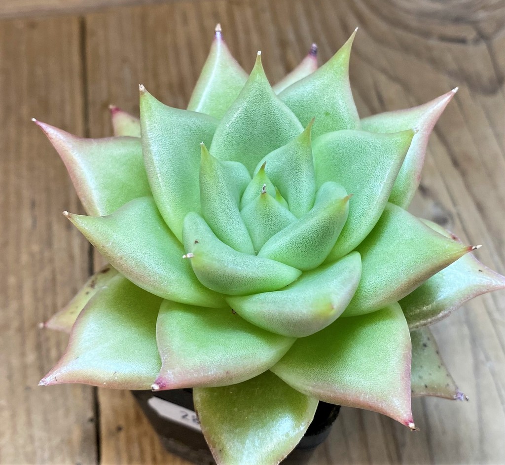 SH28486 Echeveria agavoides hybrid - Image 2