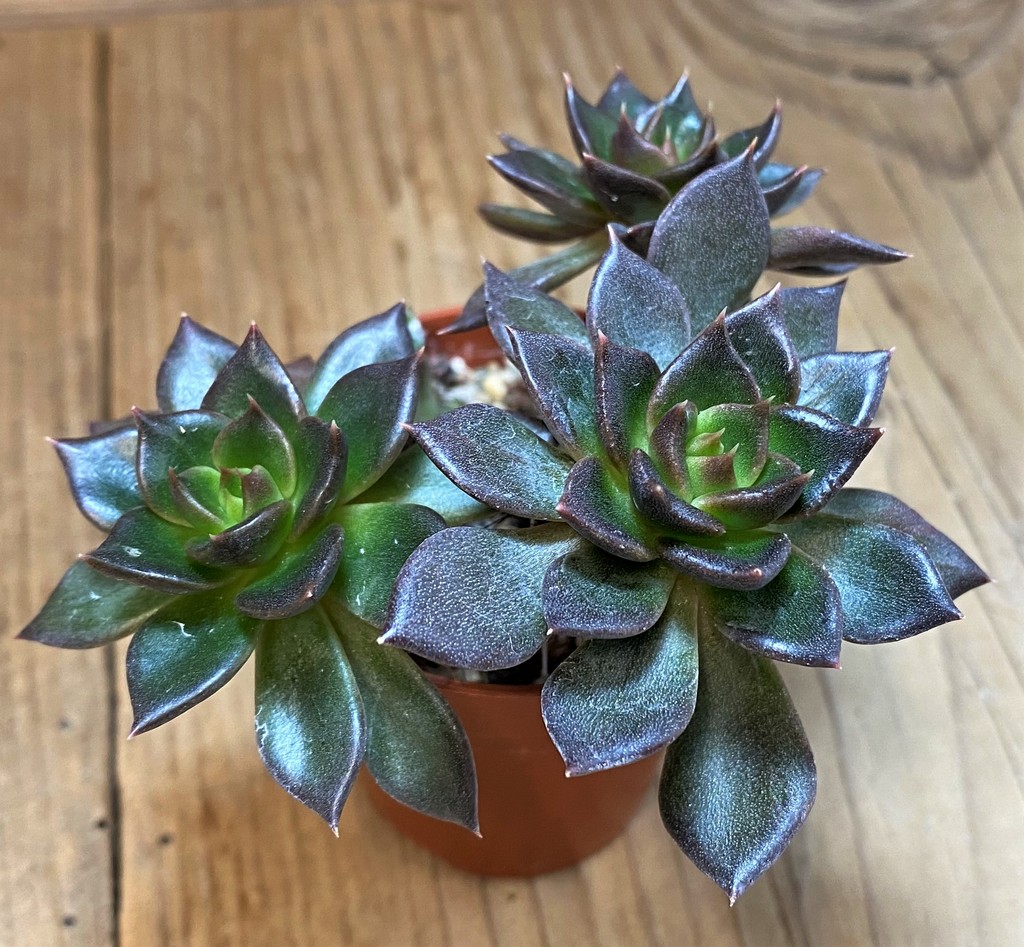 SH28490 Echeveria 'Black Prince' - Image 2