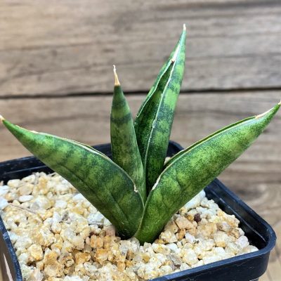 SH28436 Sansevieria 'Pagoda'