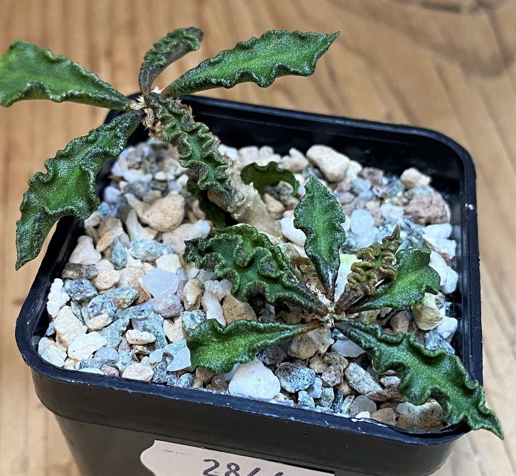 SH28443 Euphorbia decaryi v. spirosticha