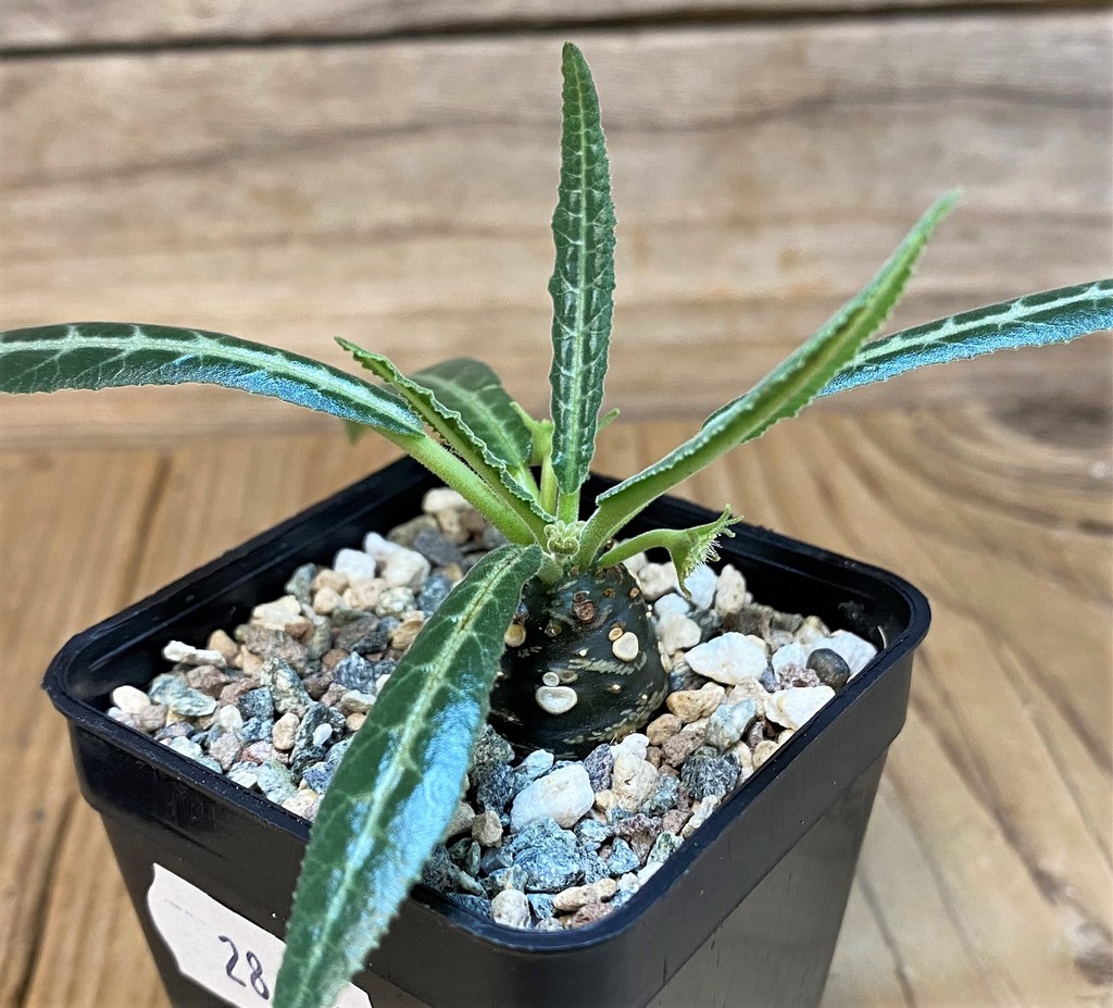 SH28446 Dorstenia lancifolia