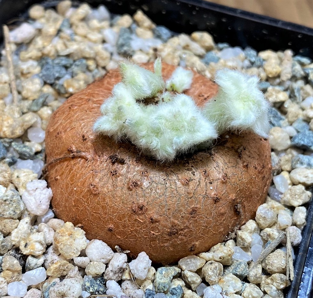 SH27451 Sinningia leucotricha