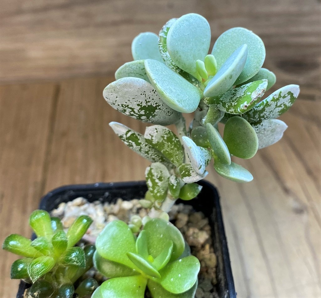 SH28452 Cotyledon orbiculata 'Silver Peak' hybrid