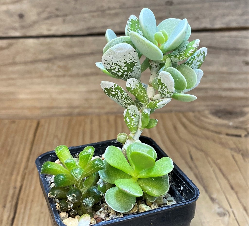 SH28452 Cotyledon orbiculata 'Silver Peak' hybrid - Image 2