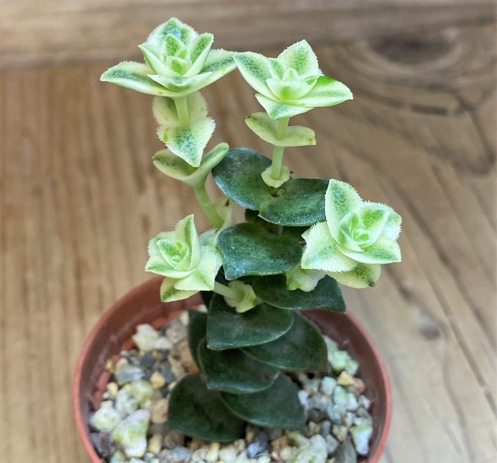 SH28454 Crassula perforata f. variegata - Image 3