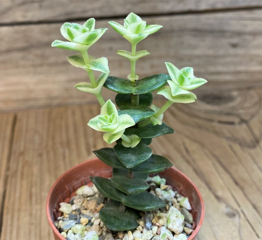 SH28454 Crassula perforata f. variegata - Image 2