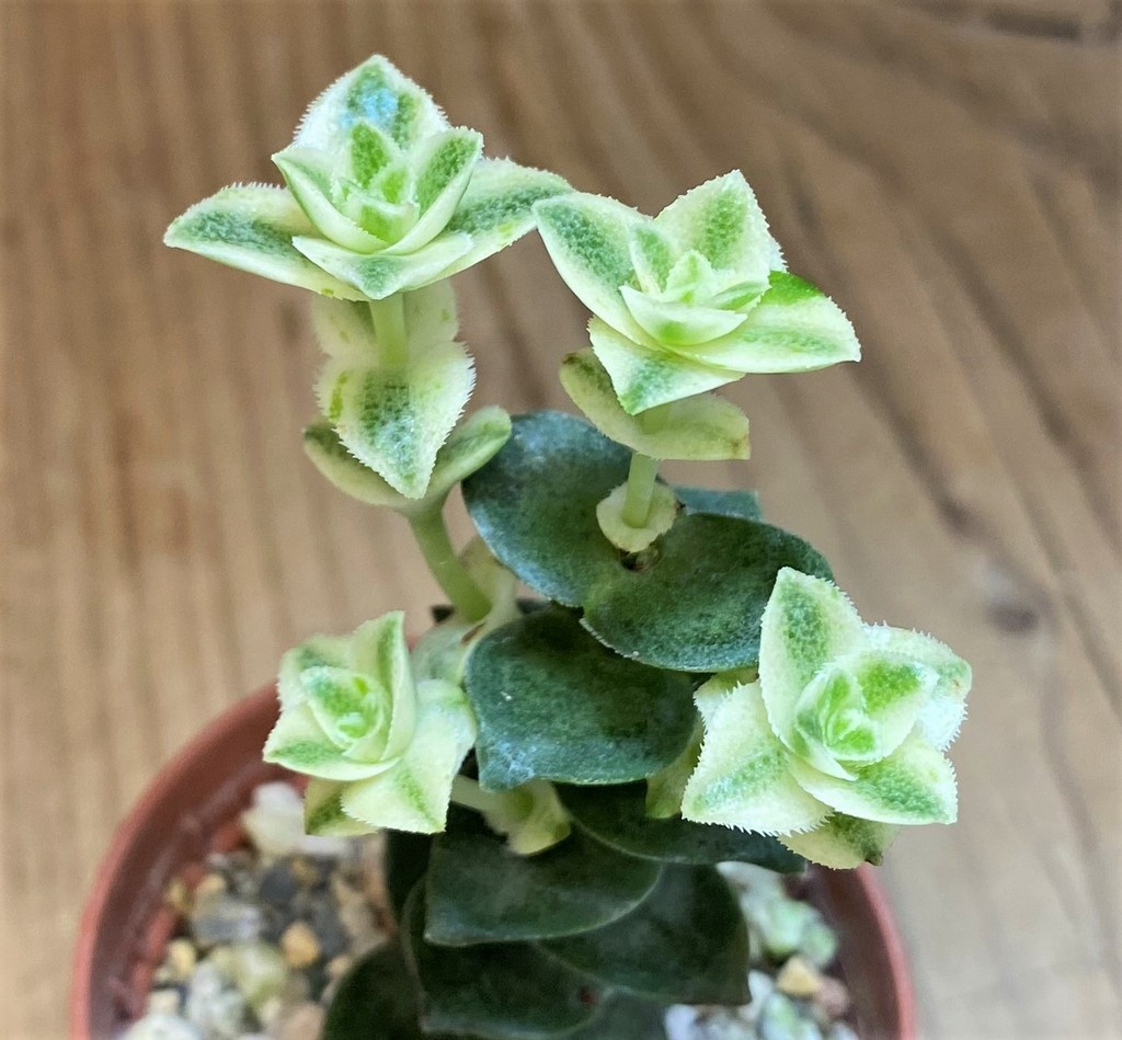 SH28454 Crassula perforata f. variegata