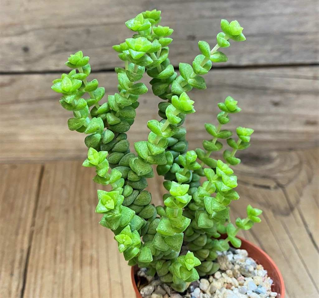 SH28456 Crassula marnieriana ‘Tom Thumb’ - Image 2