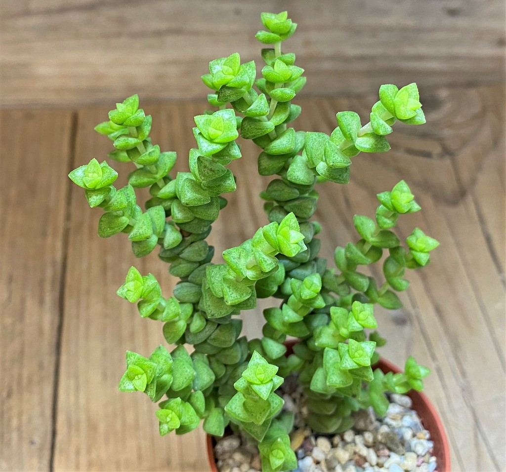 SH28456 Crassula marnieriana ‘Tom Thumb’
