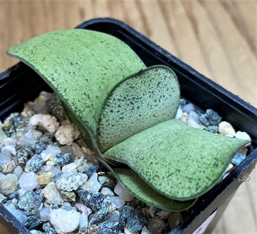 SH28432 Gasteria glomerata hybrid