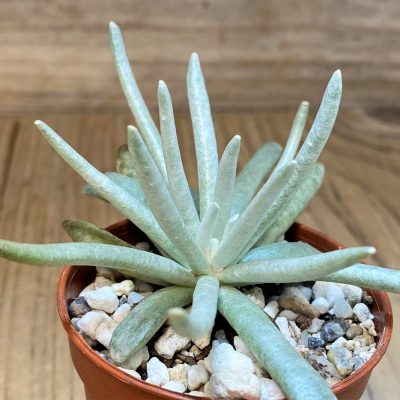 SH28459 Senecio scaposus