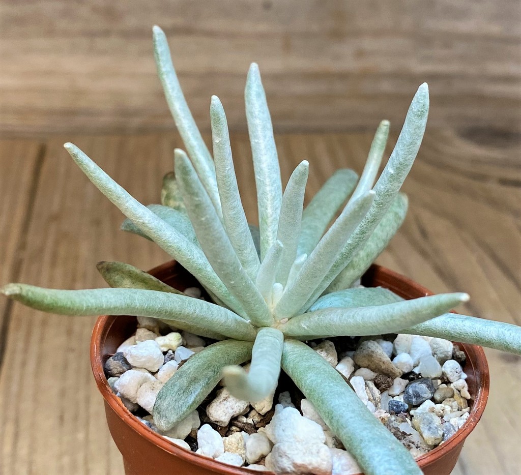 SH28459 Senecio scaposus