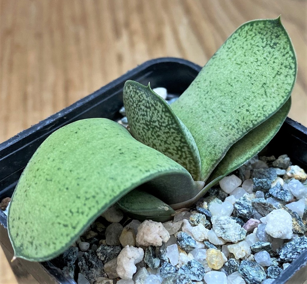 SH28432 Gasteria glomerata hybrid - Image 2