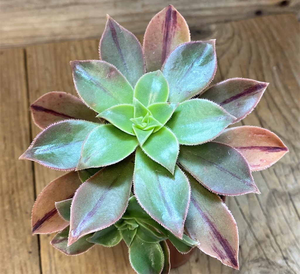 SH28464 Aeonium leucoblepharum