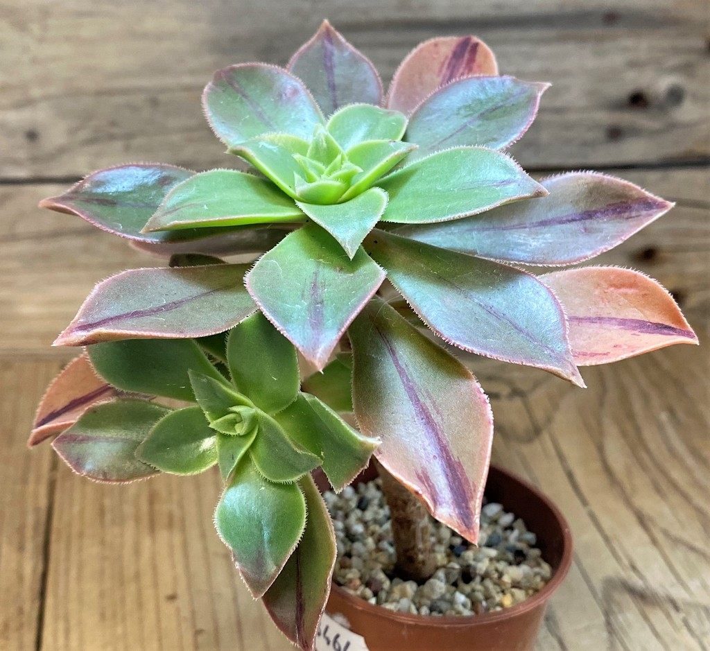 SH28464 Aeonium leucoblepharum - Image 2