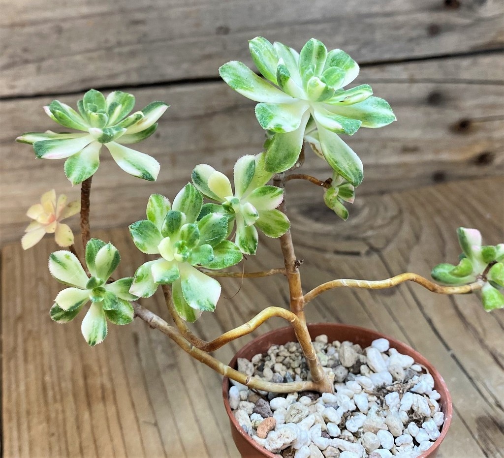 SH28465 Aeonium castello - Image 2