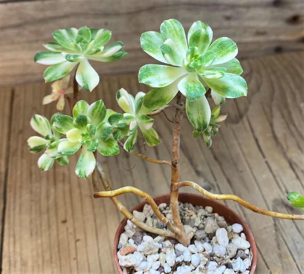 SH28465 Aeonium castello
