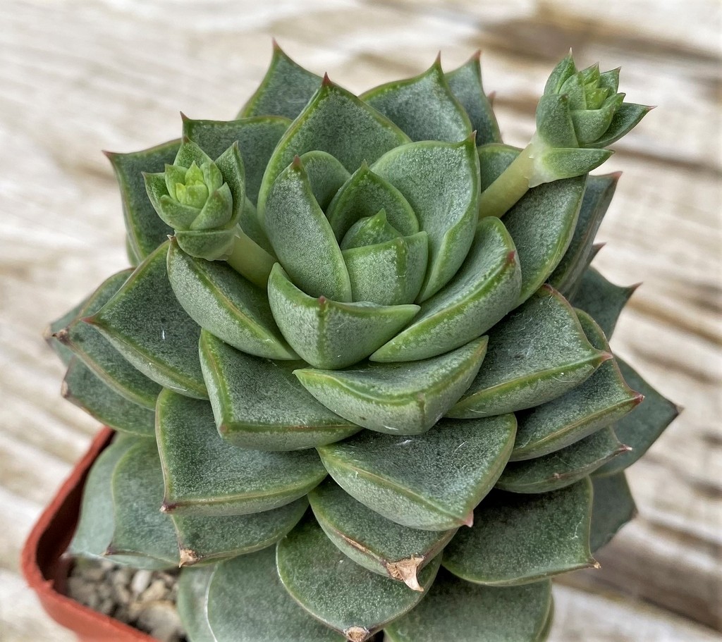 SH28617 Echeveria purpusorum white