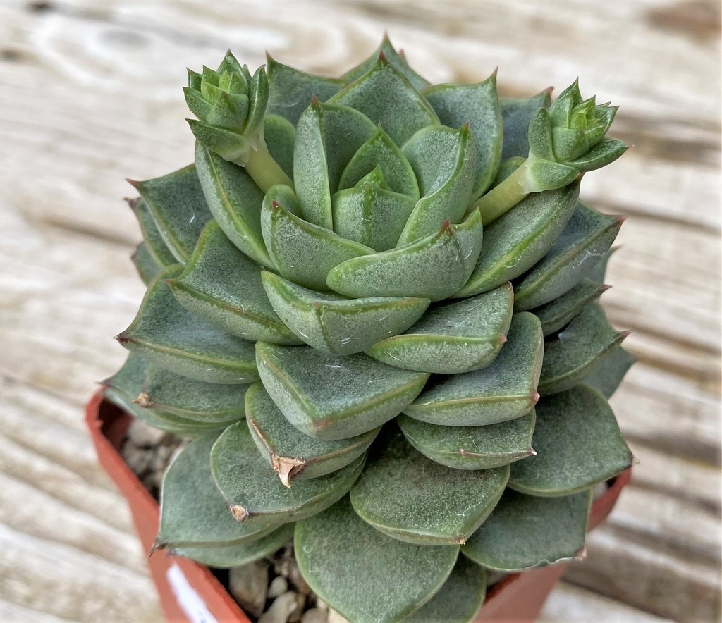 SH28617 Echeveria purpusorum white - Image 2