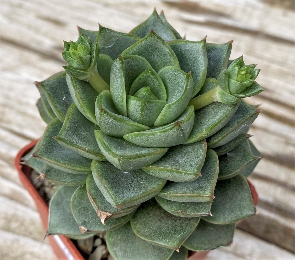 SH28617 Echeveria purpusorum white - Image 3
