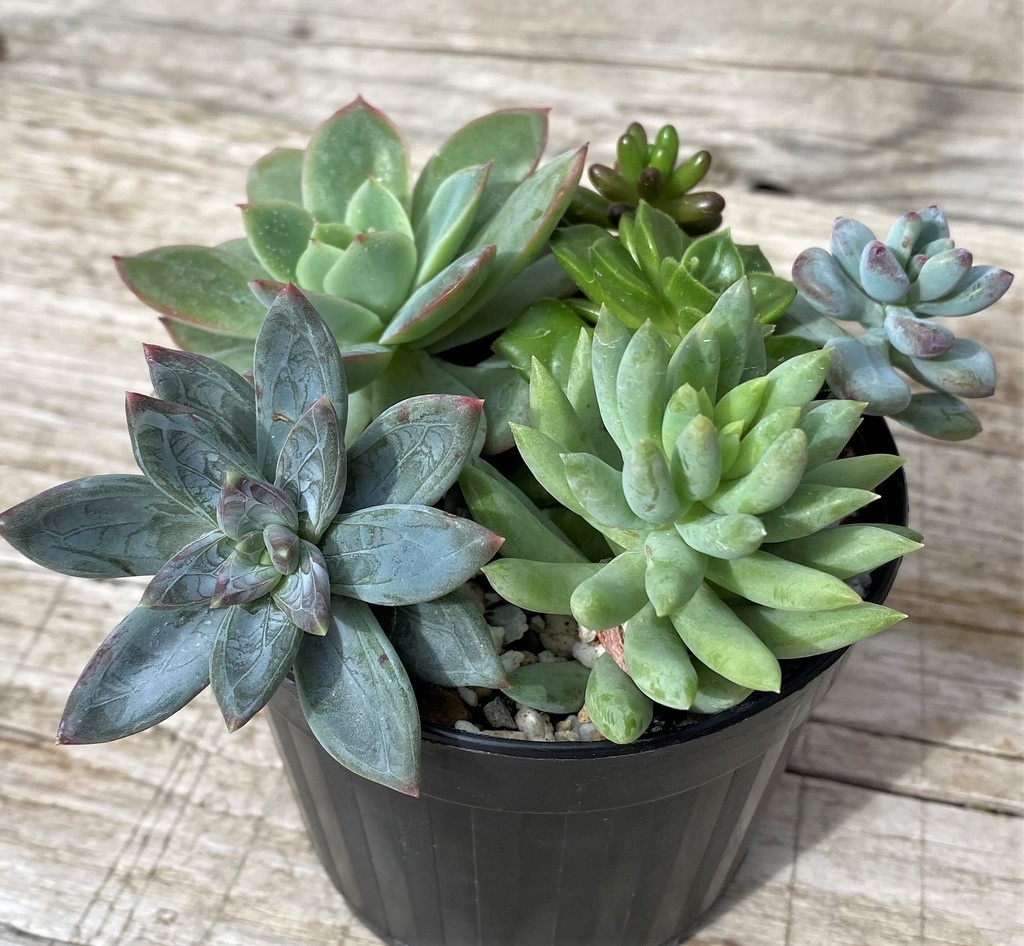 SH28586 Succulents mix - Image 2
