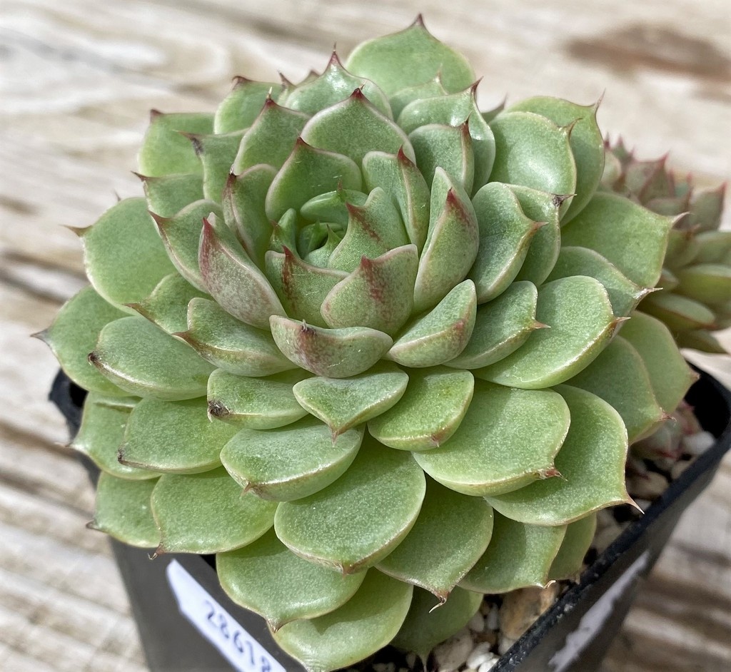 SH28618 Echeveria ‘Ben Badis’ - Image 2