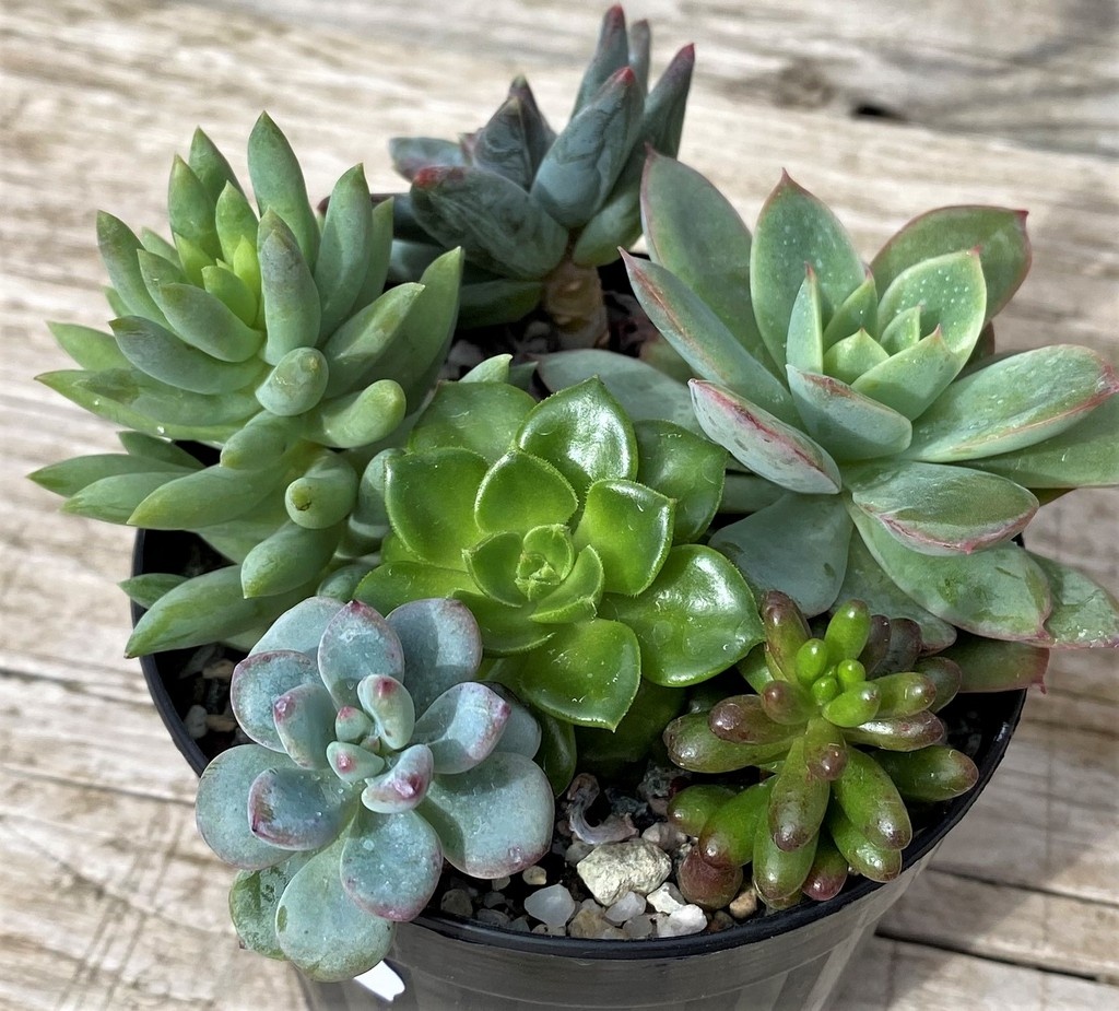 SH28586 Succulents mix