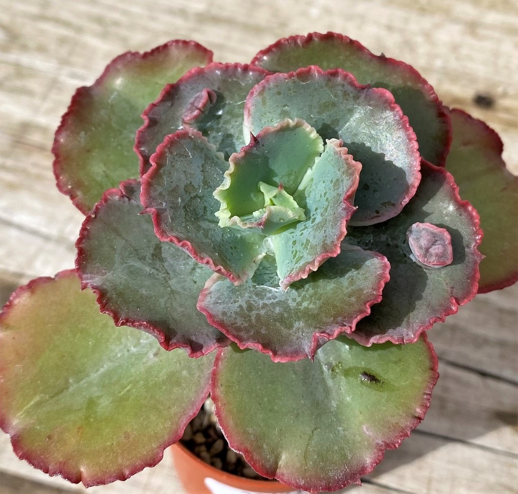 SH28623 Echeveria hybrid